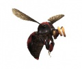 Category-Bee.jpg